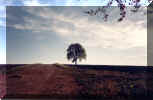 alb7.jpg (49860 Byte)