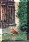 huhn.jpg (65699 Byte)